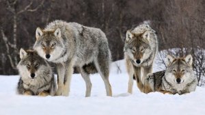 Звуки волков (Серийный вой стаи) / (4 Минуты)