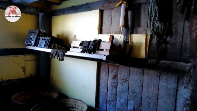 Миллион на свиньях.Обновление глубокой подстилки .Прибыль от продажи свинины.