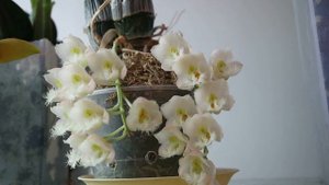 Clowesia Jumbo Grace 'Jumbo Orchids'