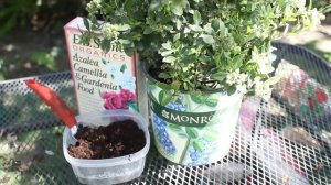 How to Take Care of a Potted Blueberry Bush : Garden Space