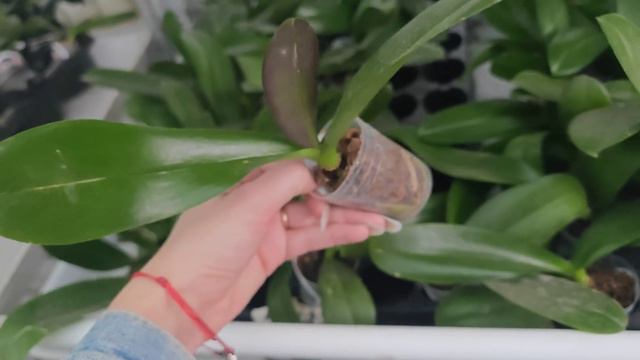 ОТКРЫВАЮ СЕЗОН Орхидей! ПОЗНАКОМИЛАСЬ с АЗИАТОМ в ОРХОРАЙ, Моя ЖИЗНЬ НЕ БУДЕТ ПРЕЖНЕЙ смотреть онлайн