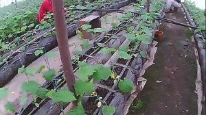 Как вырастить огурец. Первое формирование куста огурца.