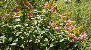 Гортензия метельчатая White Goliath