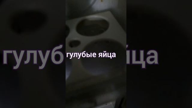 мои куры несут голубые яйца
