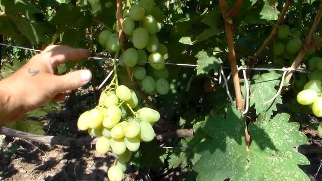 Виноград Богатяновский смотреть онлайн