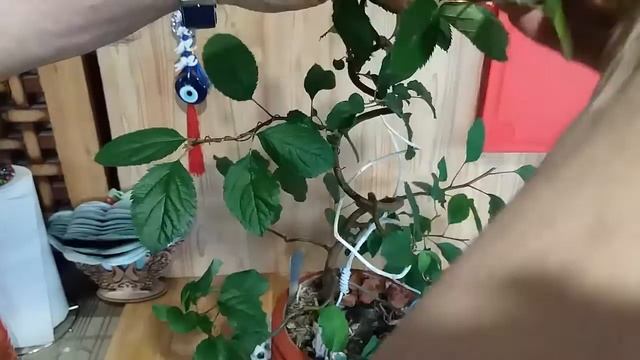 2.Формировка бонсай спиралью. Forming bonsai in a spiral.mp4