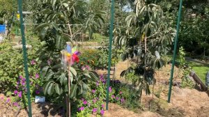 Хурма сорт Мидер и Прок . Persimmon Meader and Prok