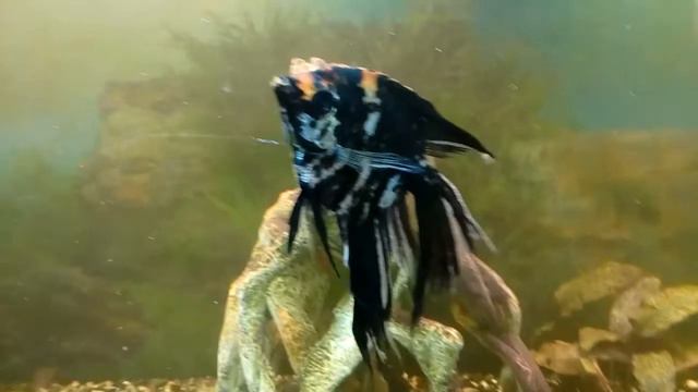 Скалярии выясняют отношения.#аквариум #скалярии #февраль2018 смотреть онлайн