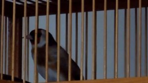 щегол поет 3