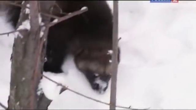 Рейтинг Баженова самые опасные животные России часть10