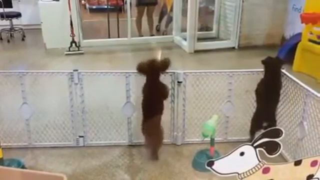 Собачка танцует