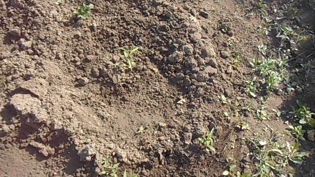 Купила и посадила персик "Донской" (апрель-май). смотреть онлайн