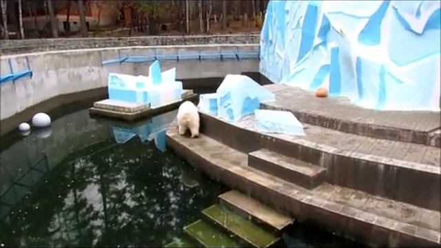 Белые медведи Кай и Герда 18.10.17г. смотреть онлайн