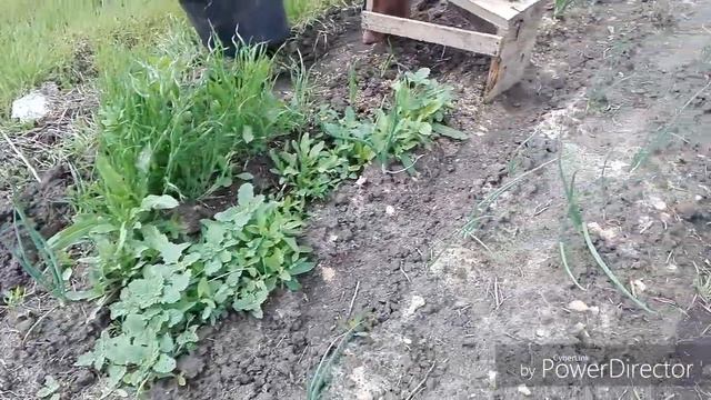 #ОгородныеРаботы #ЖизньВселе  Чищу лук от сорняка/Высадила томаты/Жизнь в селе.