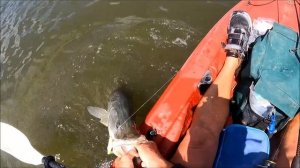 Monster Snook, Kayak