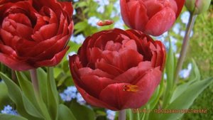 Тюльпан махровый Анкл Том (tulipa uncle tom) ? обзор: как сажать, луковицы тюльпаны Анкл Том