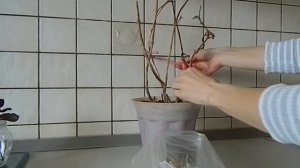 Реанимация Фуксии. Обрезка и пересадка. Часть 1.
