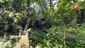 Арсеньев. Наследие. Деревья после смерти