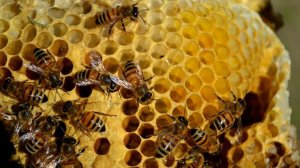 Пчёлка ЖУЖА