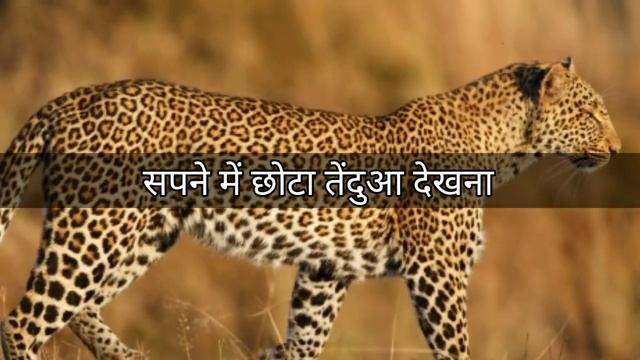 सपने में तेंदुए को विभिन्न अवस्थाओं में देखने का मतलब । Leopard Dream Interpretation ? смотреть онлайн