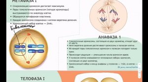 Клеточный цикл| Митоз | Мейоз | Гаметогенез