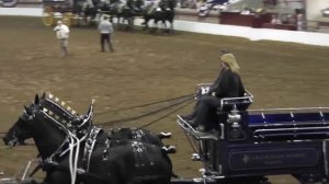 Percherons\Першерон