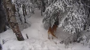 Зимняя охота на зайца с Набатом 4034/13 вл. Кузнецов Н.С.