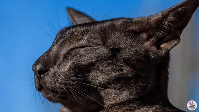 Интересные факты о кошках смотреть онлайн