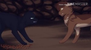 Коты Воители - Клип Shape of you