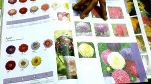 यहां मिलता है विदेशी फूलों के बीज // प्राइस भी जानिए । October flower Seeds Shopping