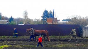 ПАХОТА ЛОШАДЬЮ (ЛАСКОВО) 2023.10.22