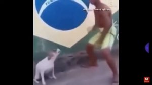 МЕМ ТАНЦУЮЩАЯ СОБАКА🐶😂