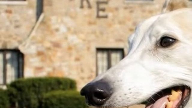 Австралийская борзая. Собака породы Австралийская борзая смотреть онлайн