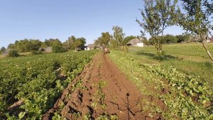 Запахиваю сидераты мотоблоком Мтз.