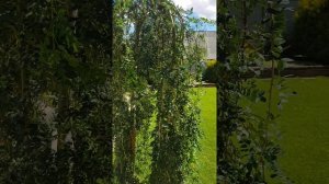 Экзотические и надежные деревья для вашего сада