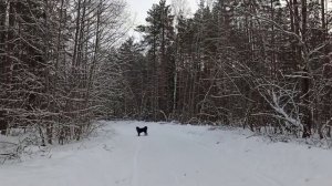 ... Январское глухозимье...! Прогулка Зары и Октая. Видео Сергея Чернова. 23 января 2022 года.