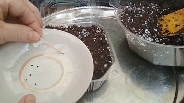 Выращивание катарантуса из семян в домашних условиях. //Growing cataranthus from seeds//