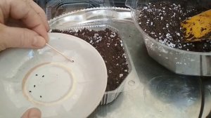 Выращивание катарантуса из семян в домашних условиях. //Growing cataranthus from seeds//