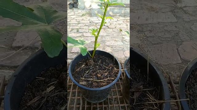 Инжир - самое неприхотливое растение в МИРЕ!!!