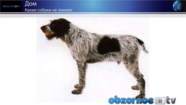 Какие собаки не линяют смотреть онлайн