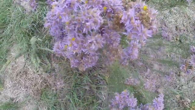 Осенние цветы в Сибири_Autumn flowers in Siberia