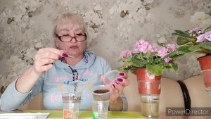 ПОСАДКА СЕМЯН ГЛОКСИНИЙ НА ФИТИЛЬ