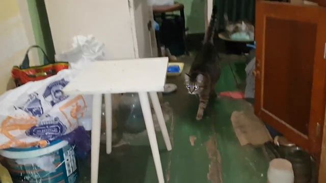 Тапком большого таракана Проверяю ловушки смотреть онлайн