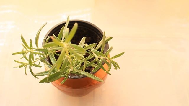 ❤?Розмарин из черенков.МОЙ ОПЫТ. ПРЯНЫЕ ТРАВЫ смотреть онлайн