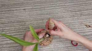 Отмирание старых бульб у морковок - естественный процесс. Снимаю отмирающую бульбу орхидеи катасету