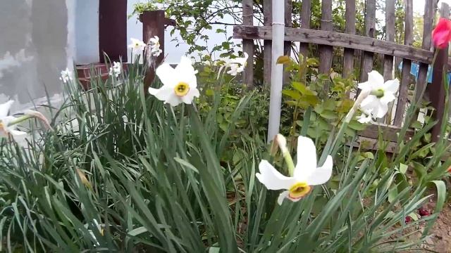 Очаровательные белые садовые нарциссы смотреть онлайн