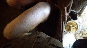 какой вес свиней сальных пород