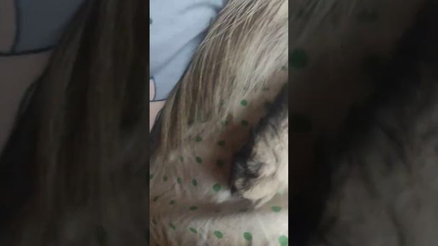 косандра смотреть онлайн