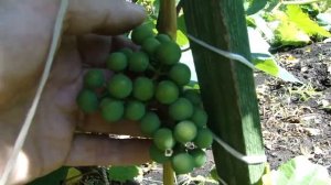 Виноград на Урале. Сентябрь-2017.