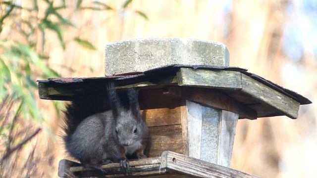 Eurasisches Eichhörnchen (Sciurus vulgaris) beim Vogelfutter Häuschen 60-faches Superzoom Lumix fz8 смотреть онлайн